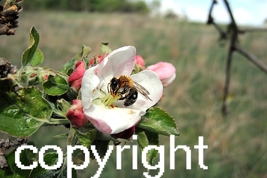 Apfelblüten mit Biene