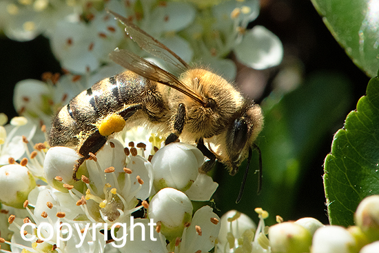 Bienen auf Blüten