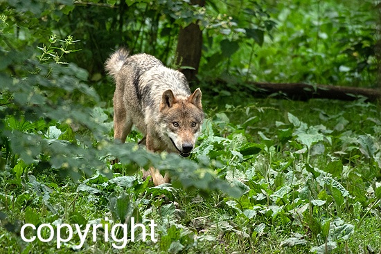 Wölfe im Wald