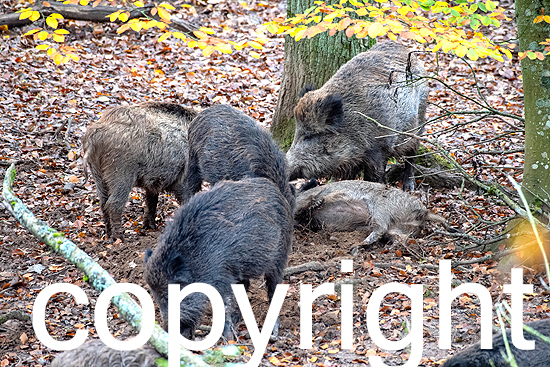 Wildschweine im Buchenwald